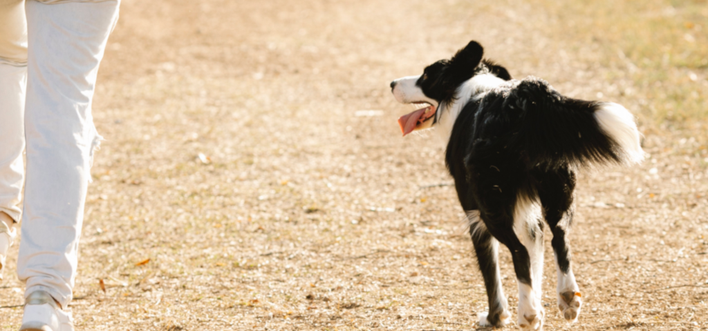 Woman is jogging away and dog is following