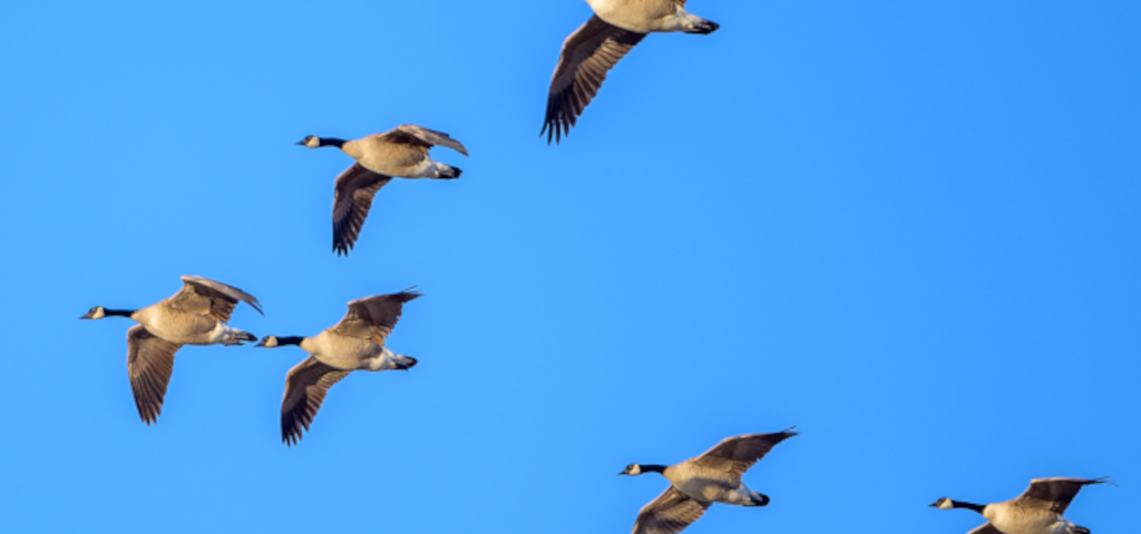 Geese in a V formation flying across a rich, blue sky.