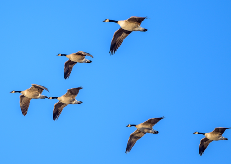 Geese in a V formation flying across a rich, blue sky.