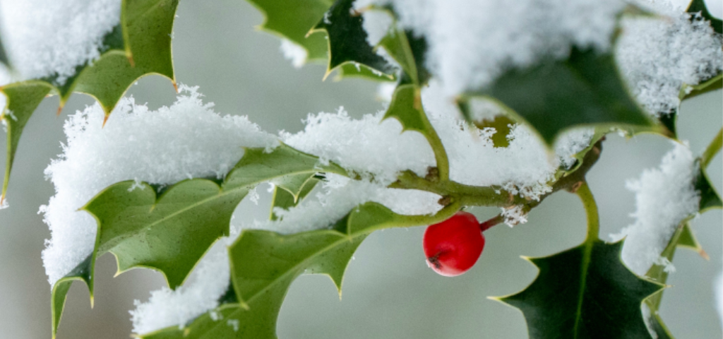 Close up of a Holly tree branch with a single berry and snow on its leaves.