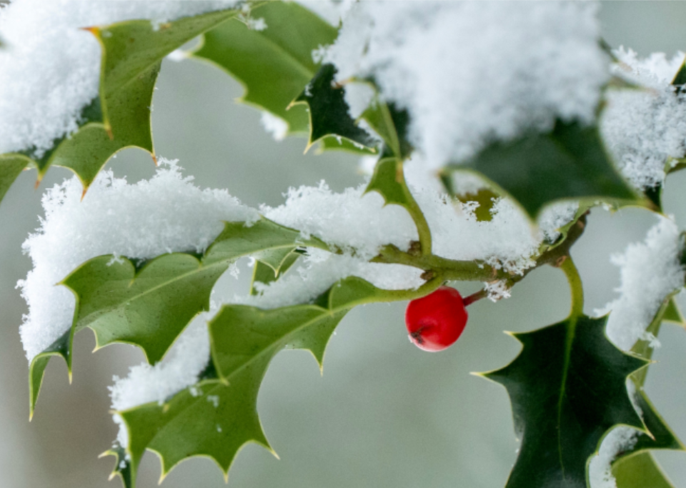 Close up of a Holly tree branch with a single berry and snow on its leaves.