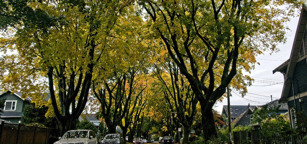 A neighborhood of houses with large trees lining the streets. It's early fall and the greens are turning to gold and the leaves are starting to fall.