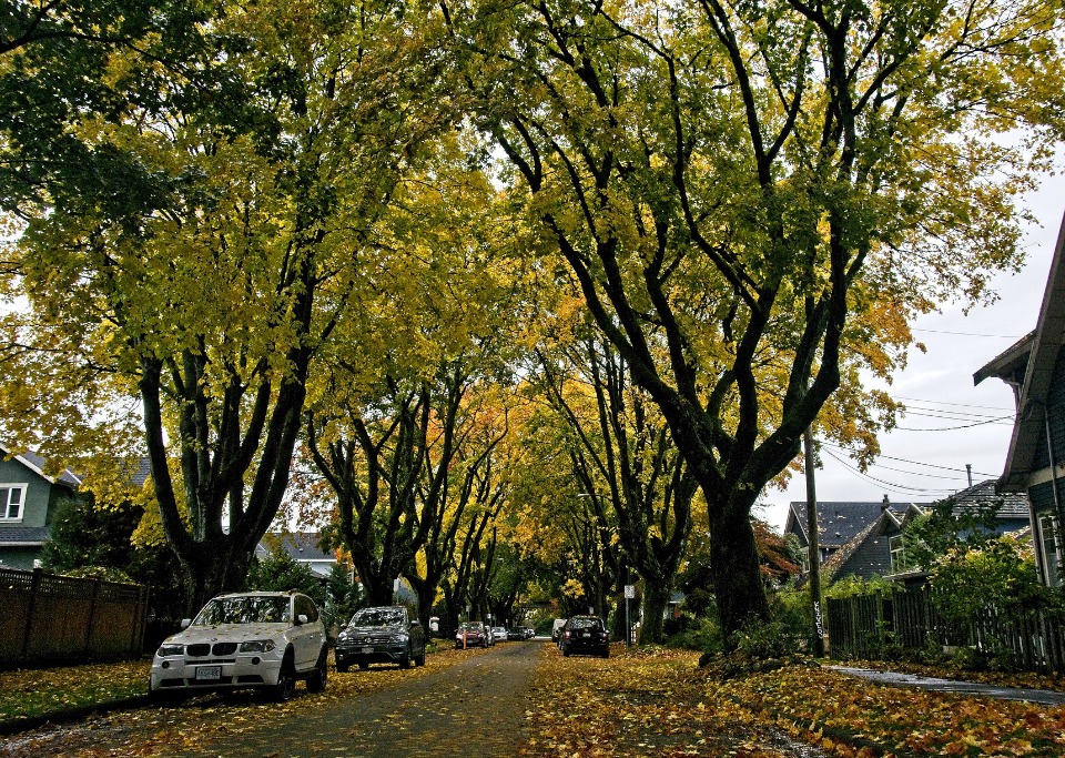 A neighborhood of houses with large trees lining the streets. It's early fall and the greens are turning to gold and the leaves are starting to fall.