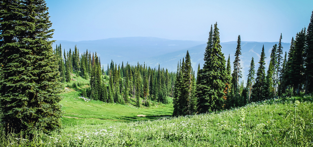 Grassy countryside with green trees.