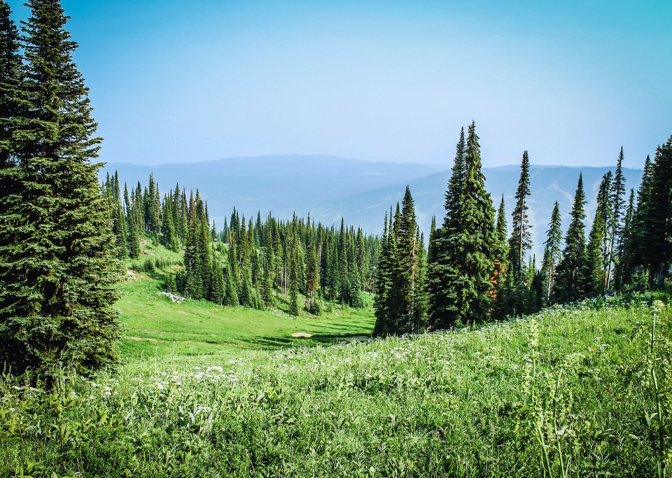 Grassy countryside with green trees.