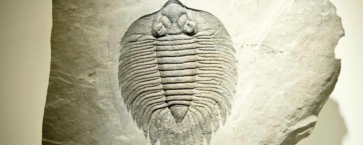 Trilobite Fossil Museum Display