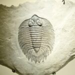 Trilobite Fossil Museum Display