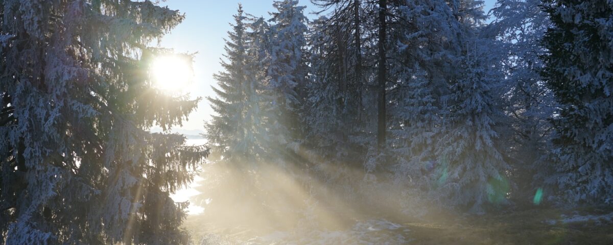 Fog clearing in in a wintery pine forest.