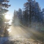 Fog clearing in in a wintery pine forest.