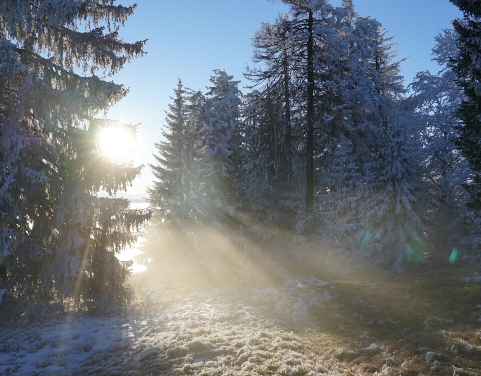 Fog clearing in in a wintery pine forest.